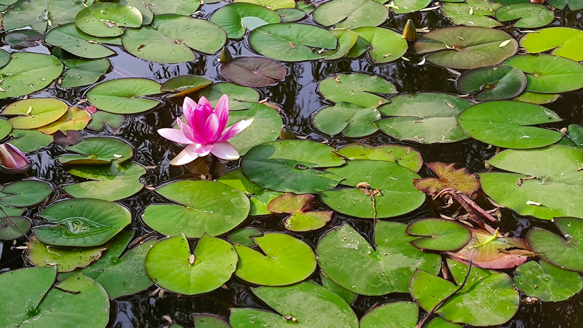 五月校園