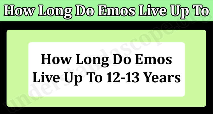 Latest News How Long Do Emos Live Up To
